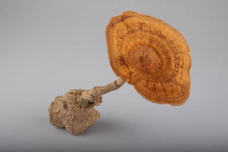 Tiger Milk Mushroom (Active Ingredient)