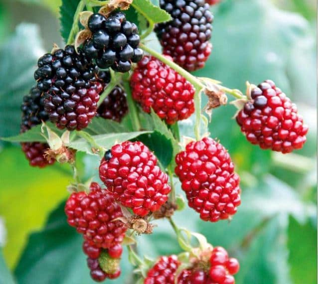Boysenberry (Active Ingredient)
