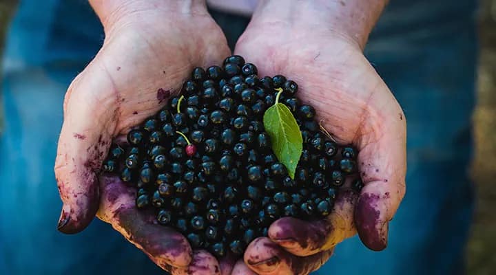 Maqui Berry (Active Ingredient)